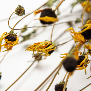 Rudbeckia fulgida 'Goldstrum'