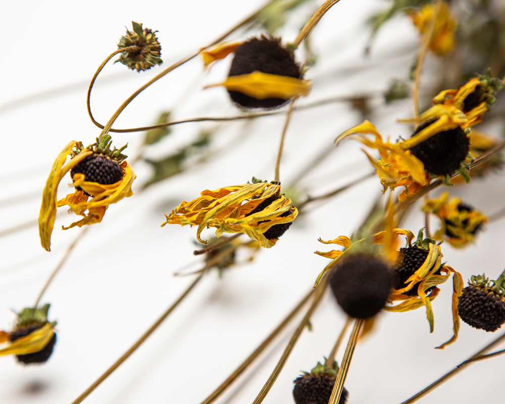 Rudbeckia fulgida 'Goldstrum'