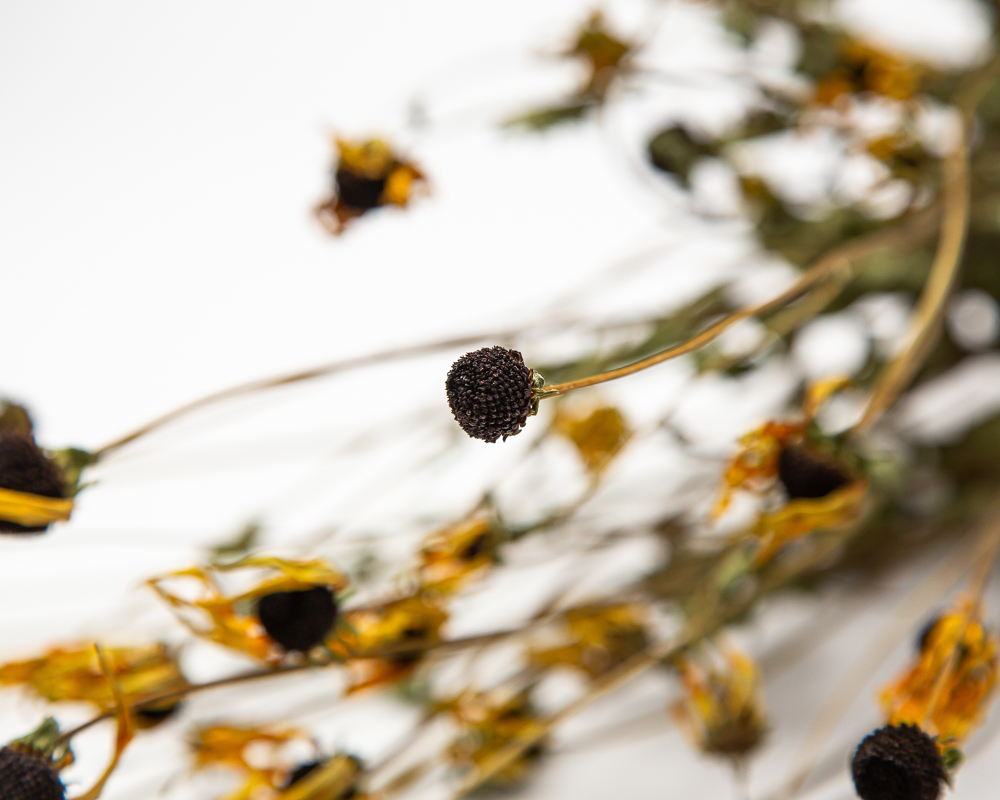 Rudbeckia fulgida 'Goldstrum' - Image 2