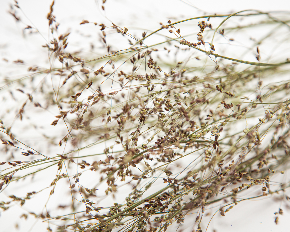 Panicum Emerald Chief - Image 2