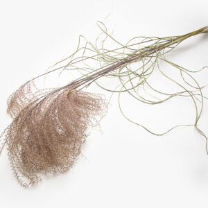 Miscanthus Herman Mussel