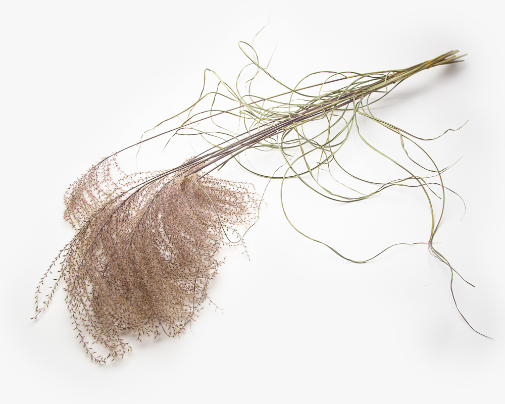 Miscanthus Herman Mussel