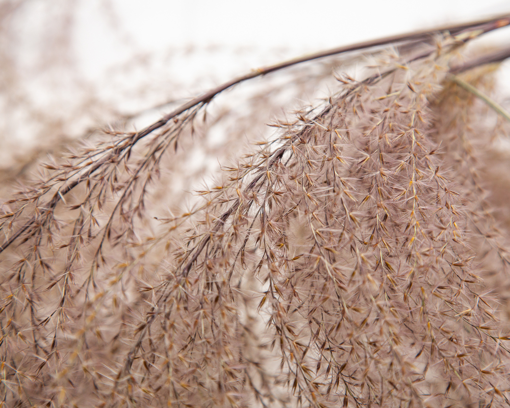 Miscanthus Herman Mussel - Image 2