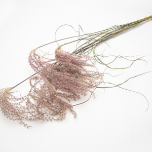 Miscanthus Sinensis Flamingo