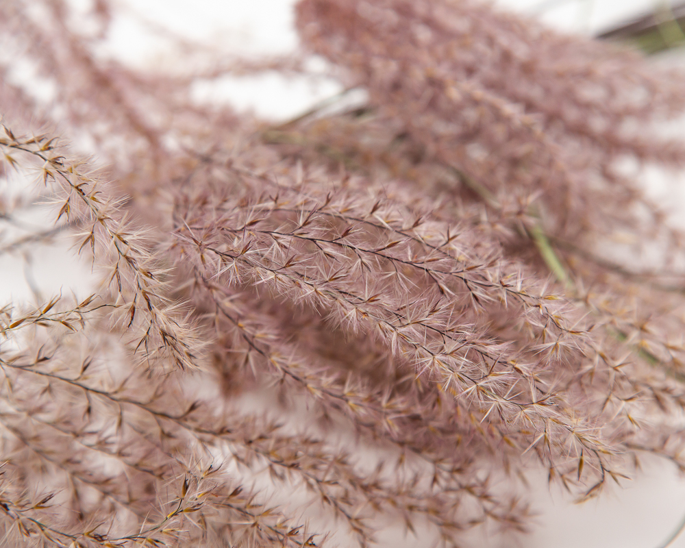 Miscanthus Sinensis Flamingo - Image 2