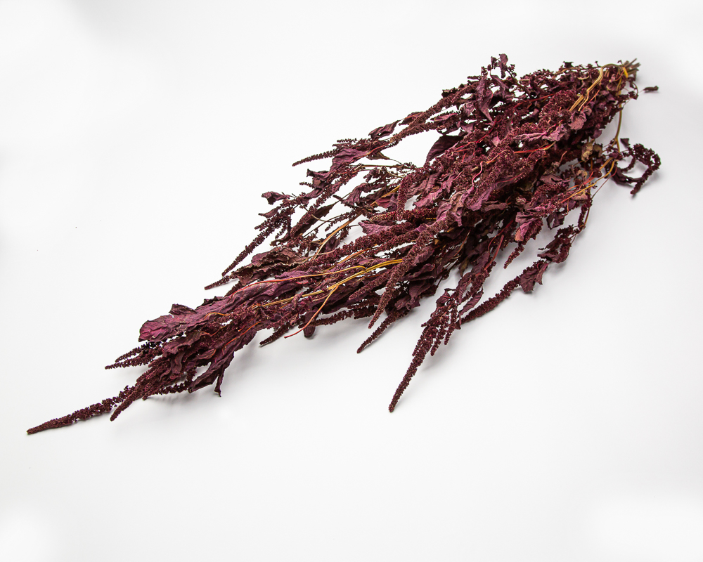 Amaranthus Opopeo