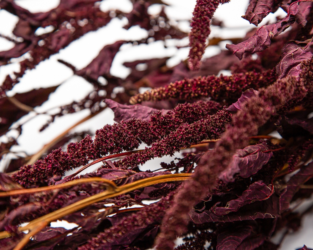 Amaranthus Opopeo - Image 2