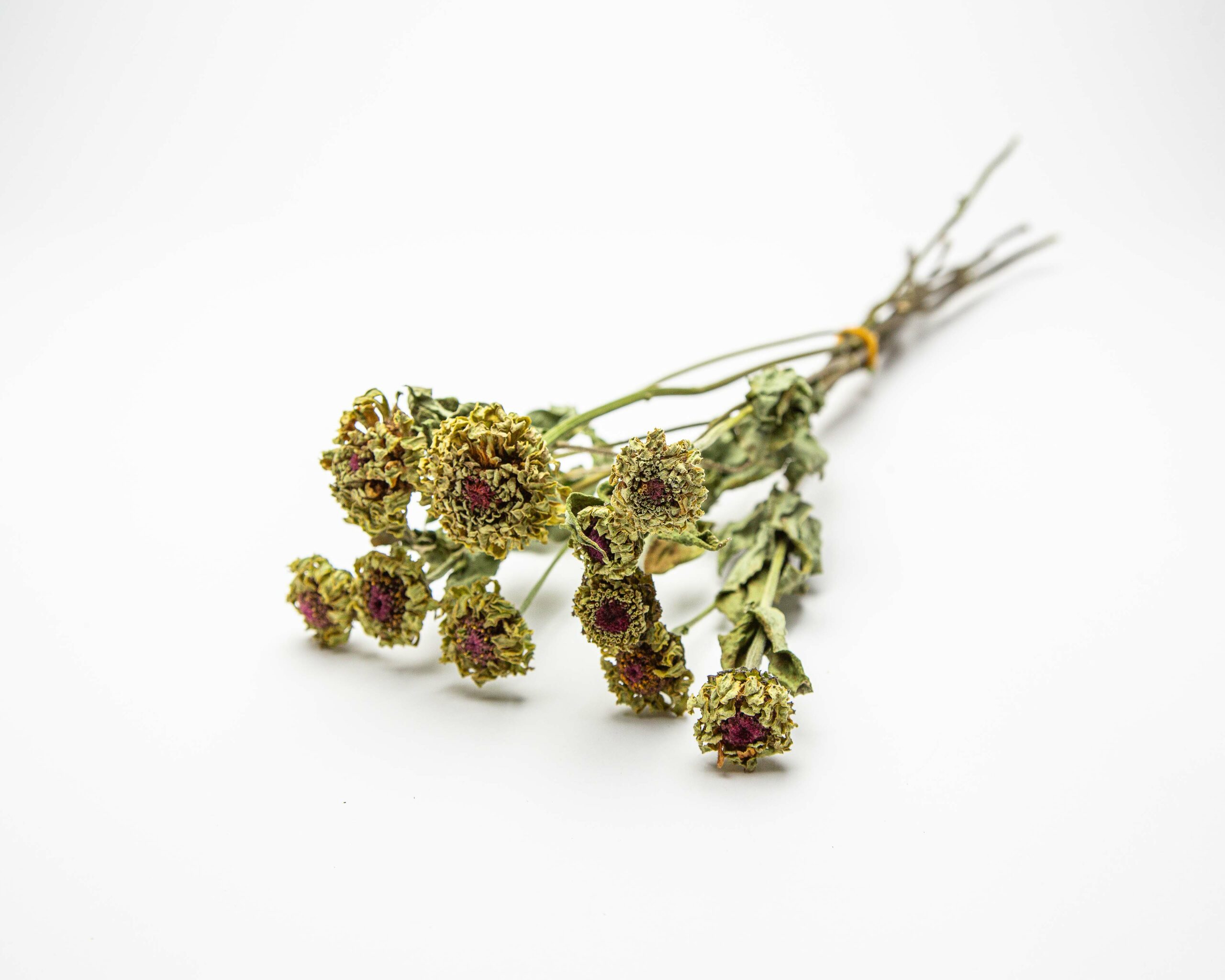 Zinnia Envy - Image 2