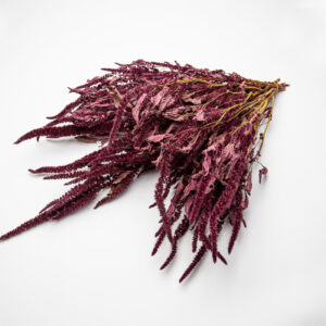 Amaranthus Oeschberg