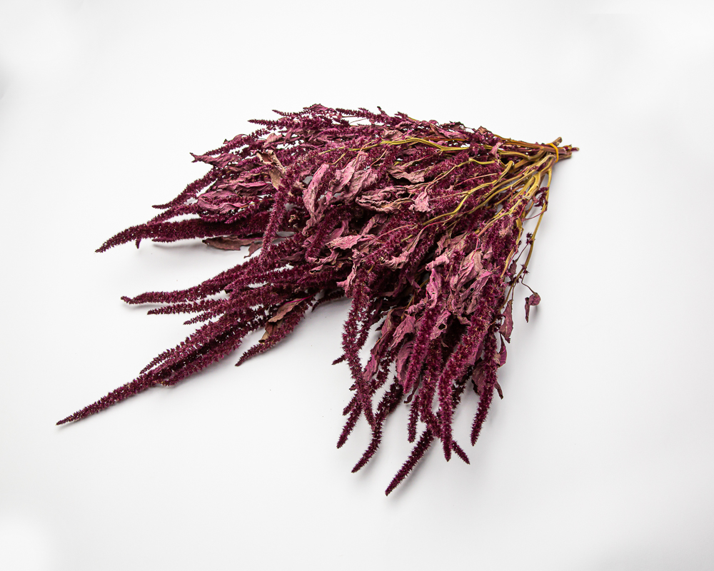 Amaranthus Oeschberg