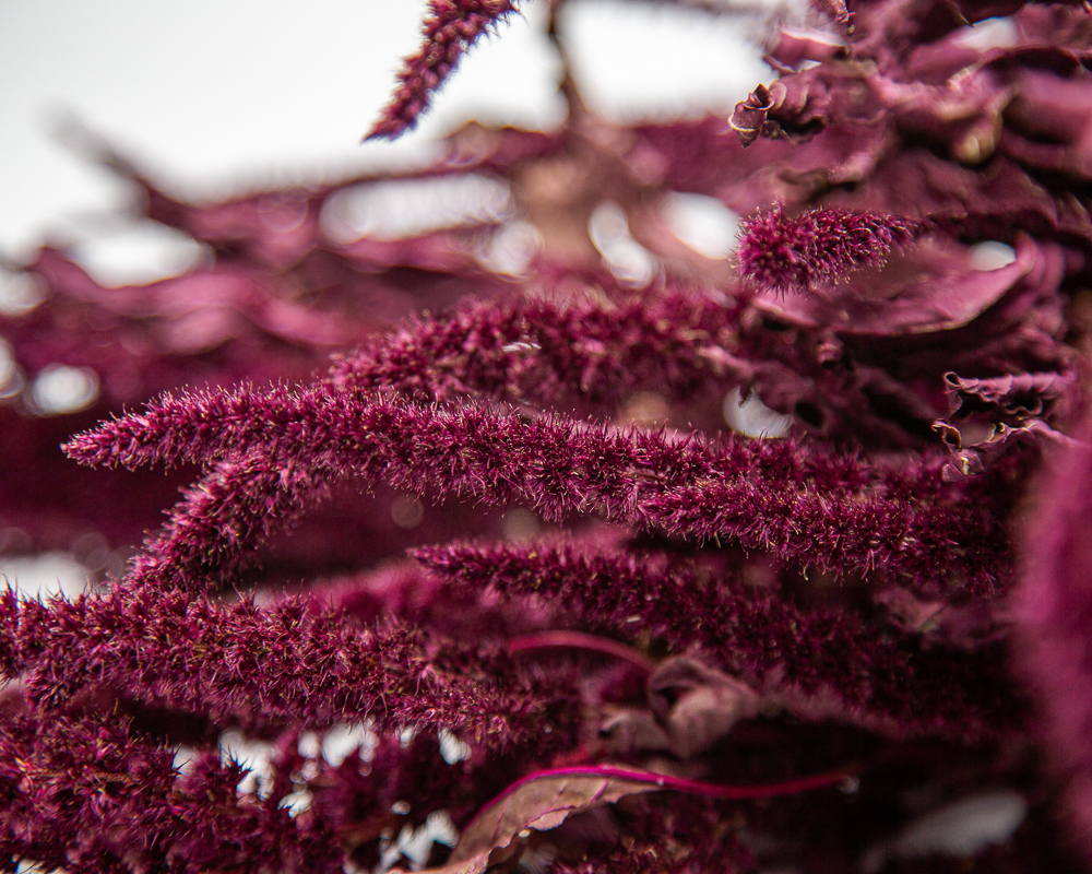 Amaranthus Oeschberg - Image 2