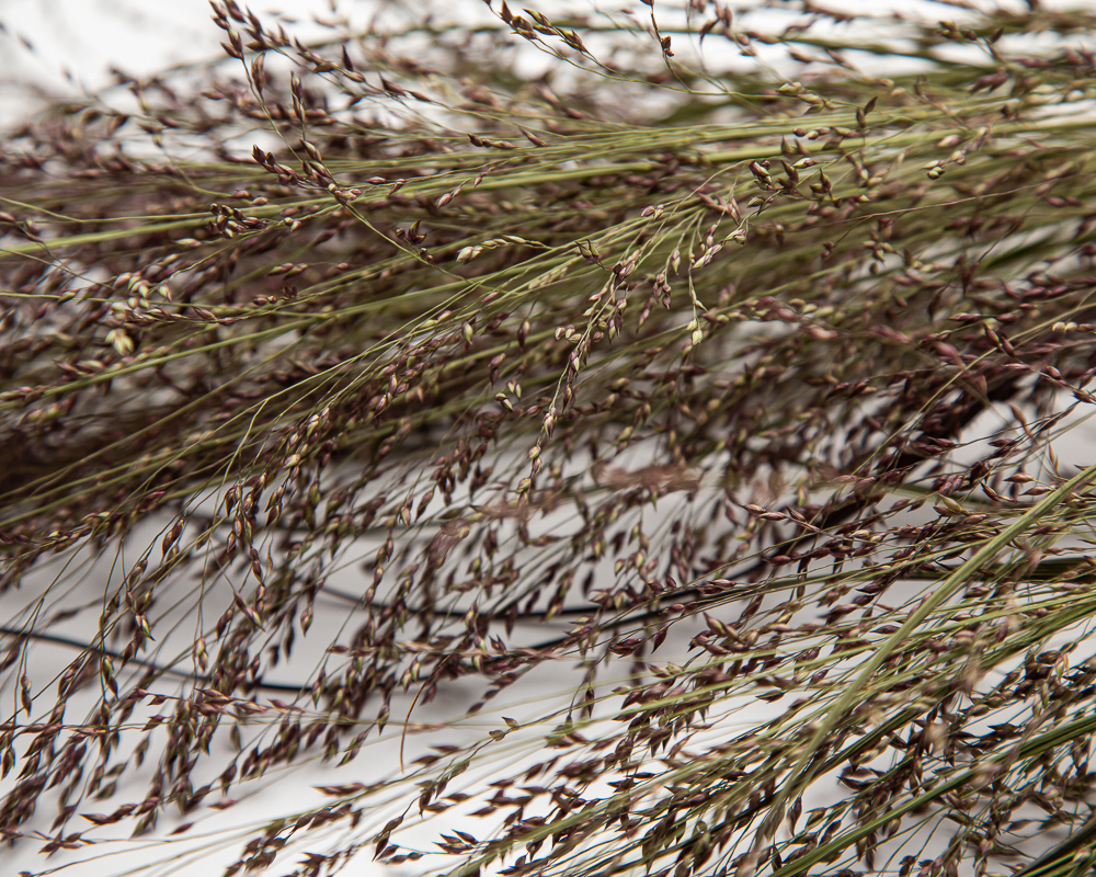 Panicum Rehbraun - Image 2