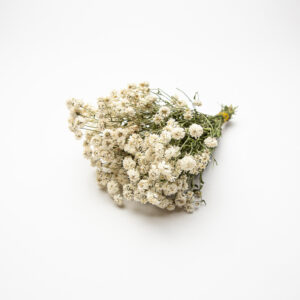 Achillea Ptarmica The Pearl - small bunch
