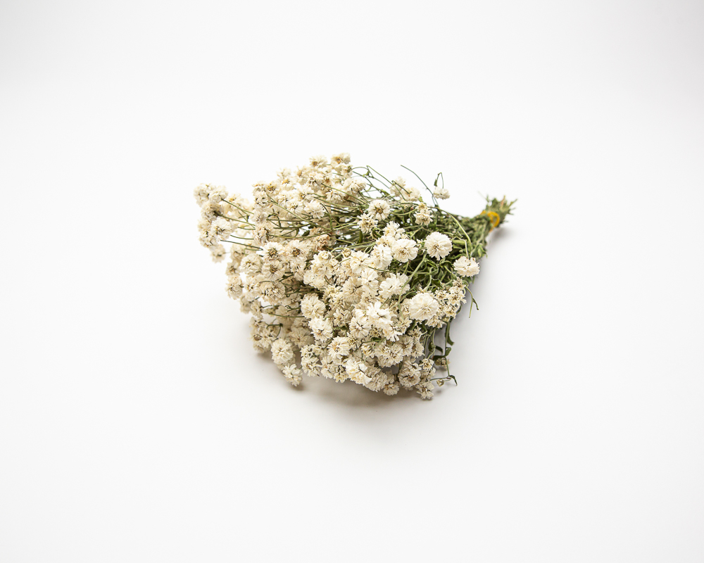 Achillea Ptarmica The Pearl - small bunch