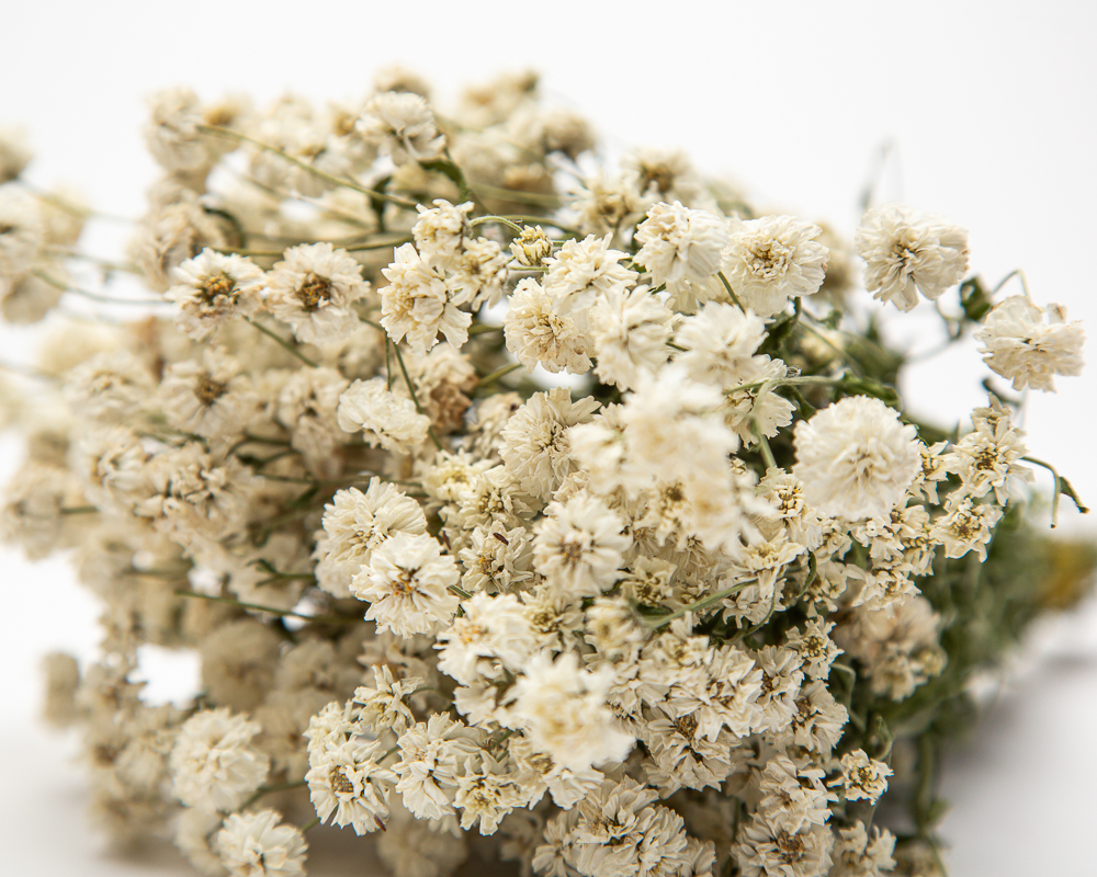 Achillea Ptarmica The Pearl - small bunch - Image 2