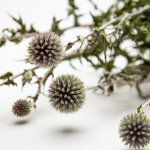 Echinops 'Star Frost'