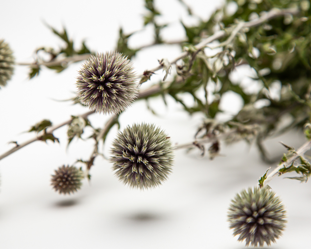 Echinops 'Star Frost'