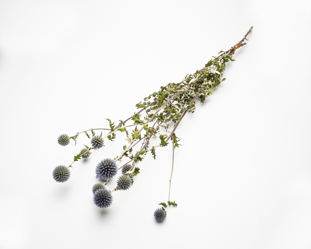 Echinops 'Blue Glow' - Image 2