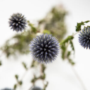 Echinops 'Blue Glow'