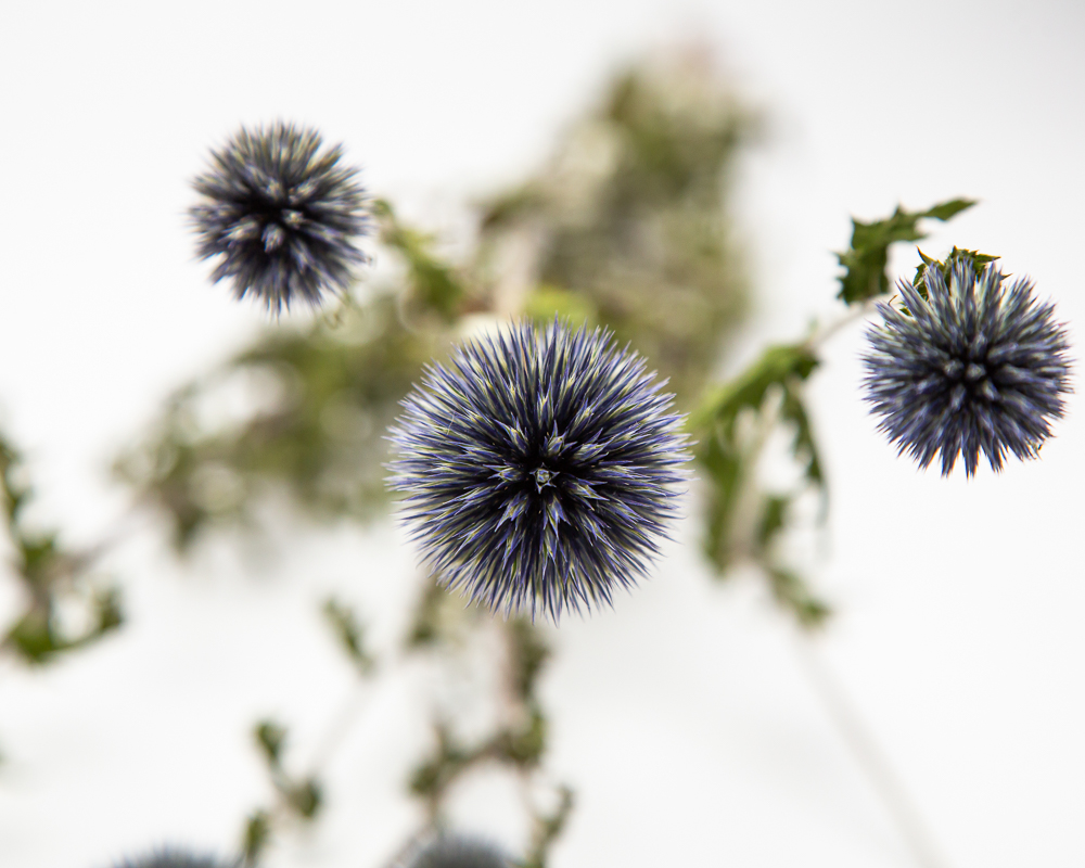 Echinops 'Blue Glow'