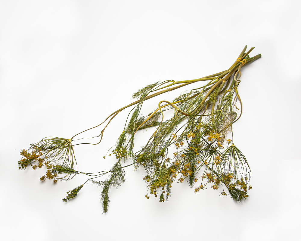 Dill - Image 2