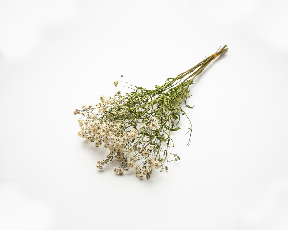 Achillea Ptarmica The Pearl - Image 2