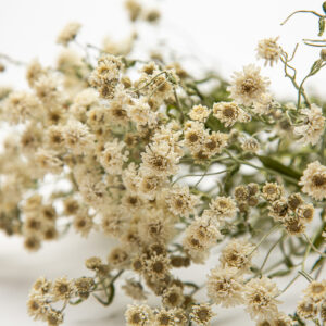 Achillea Ptarmica The Pearl