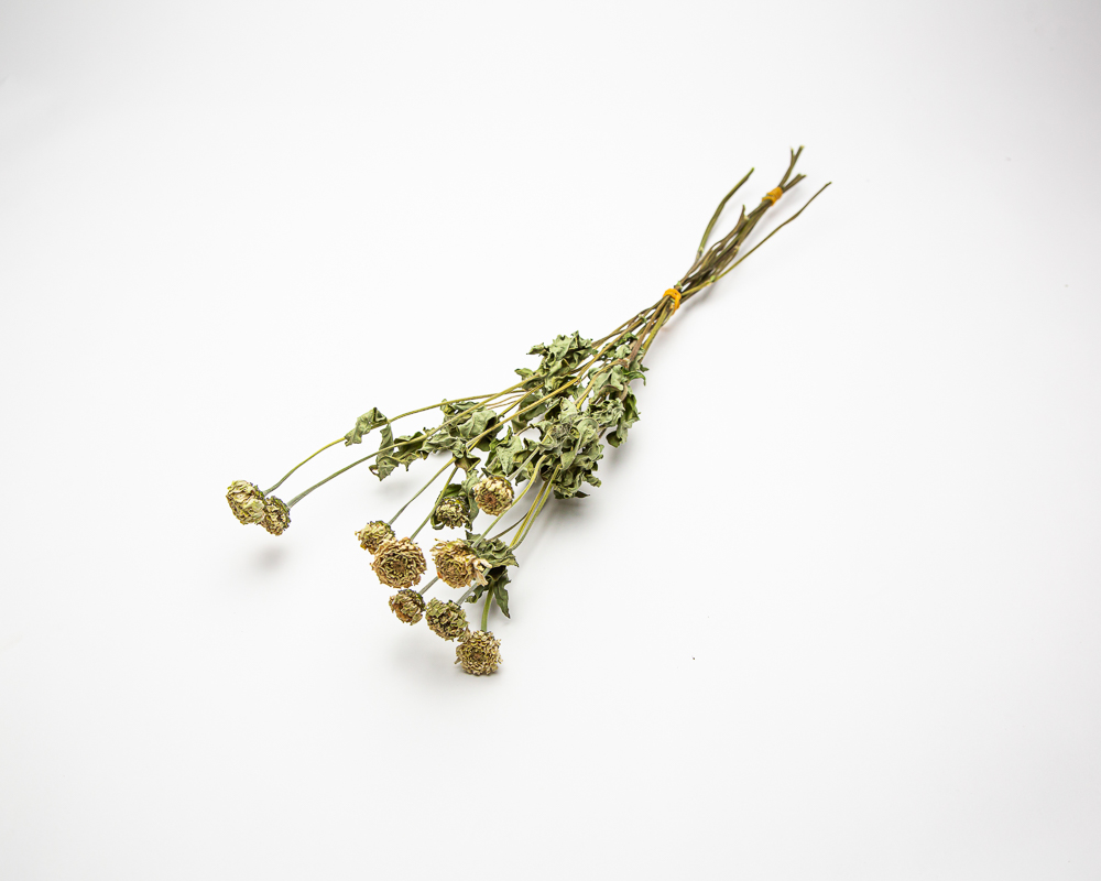 Zinnia Lilliput White - Image 2