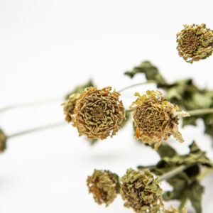 Zinnia Lilliput White