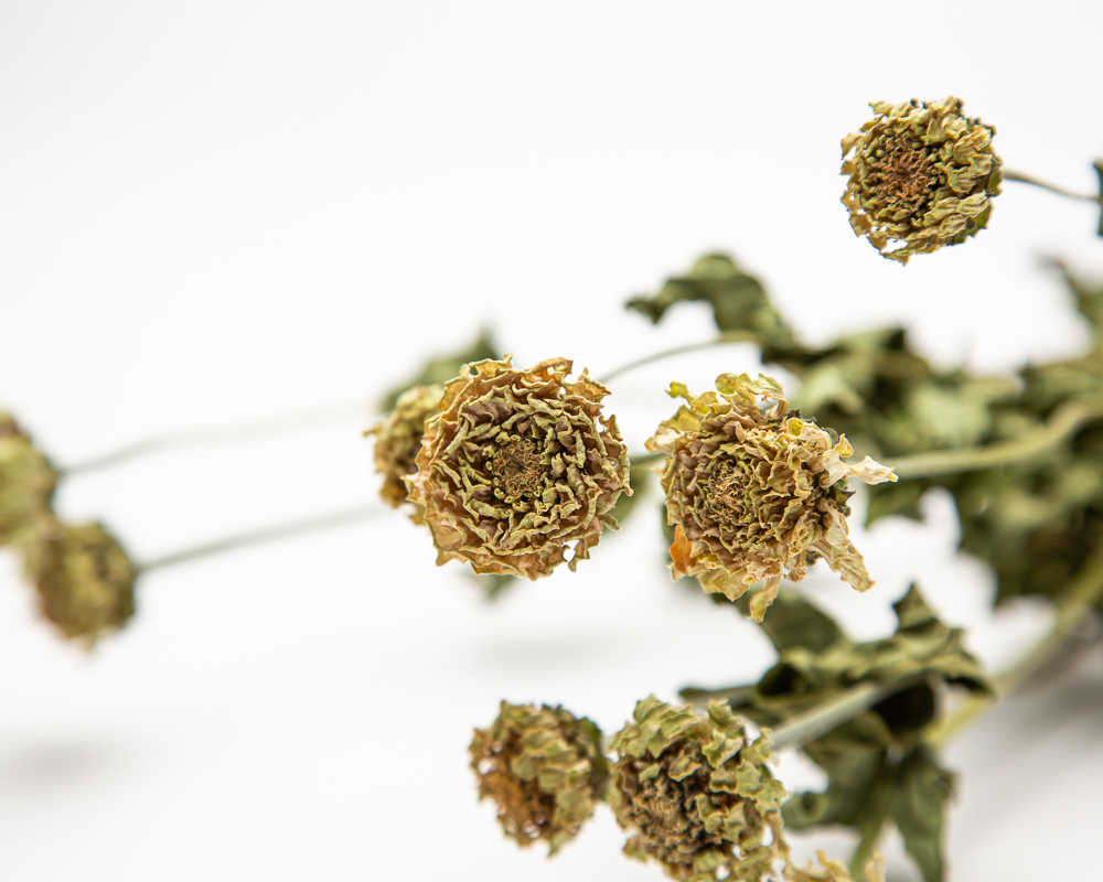 Zinnia Lilliput White