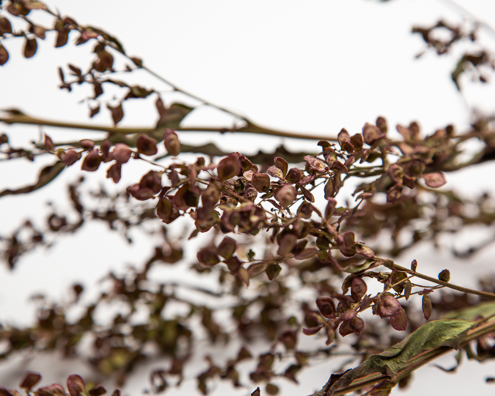 Orach - burgundy - Image 2