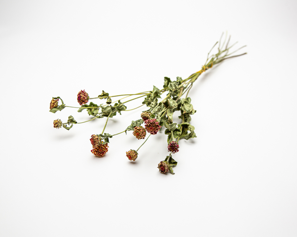 Zinnia Lilliput Orange - Image 2