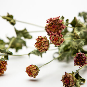 Zinnia Lilliput Orange