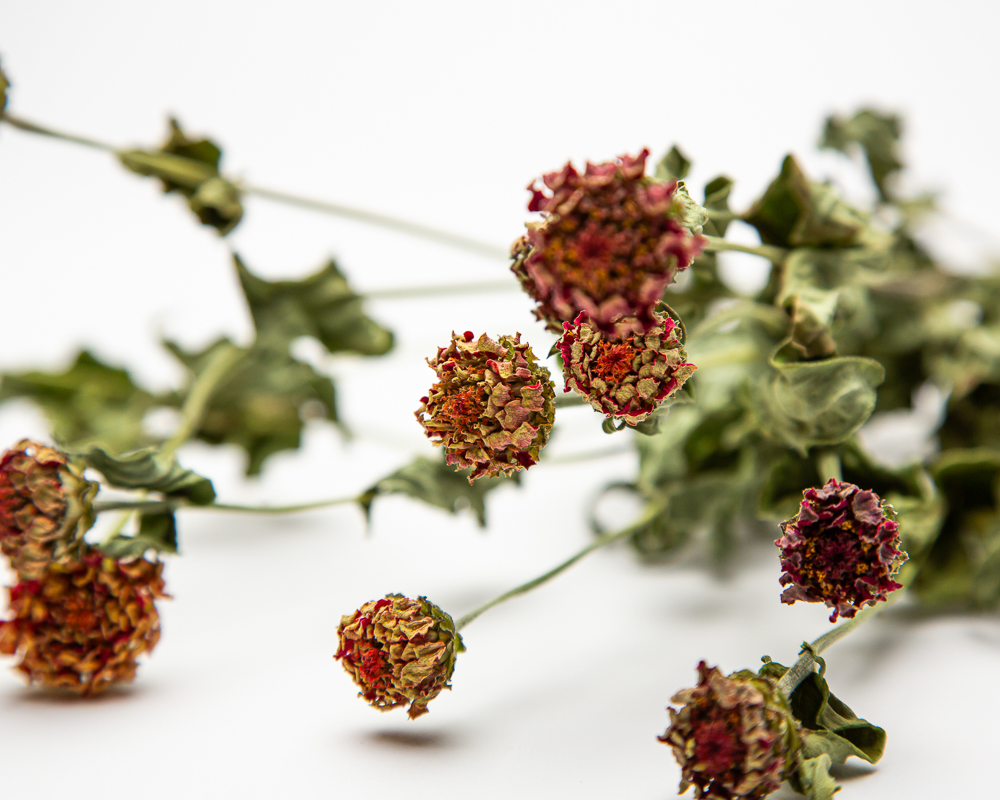 Zinnia Lilliput Orange