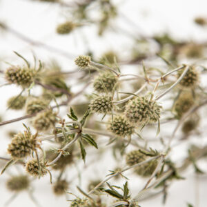Eryngium Silver Salentino