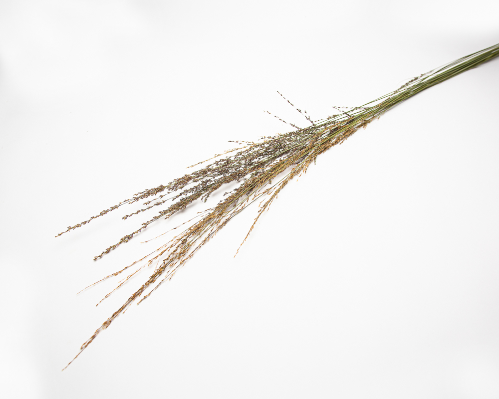 Molinia caerulea - Image 2