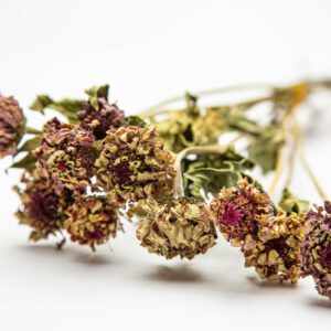 Zinnia Queen Red Lime