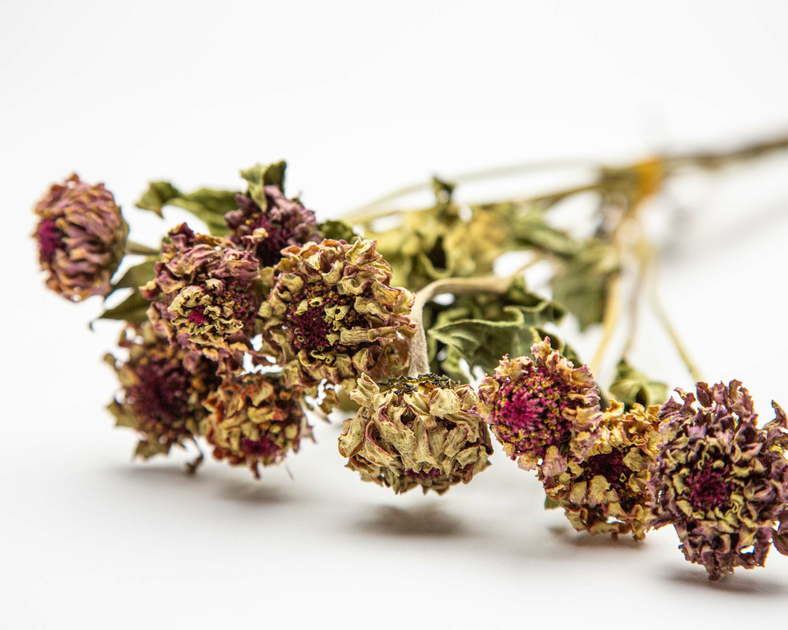 Zinnia Queen Red Lime