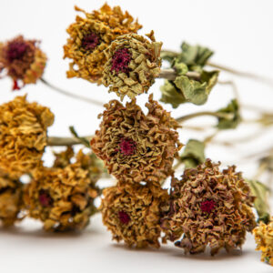 Zinnia Queen Lime Orange