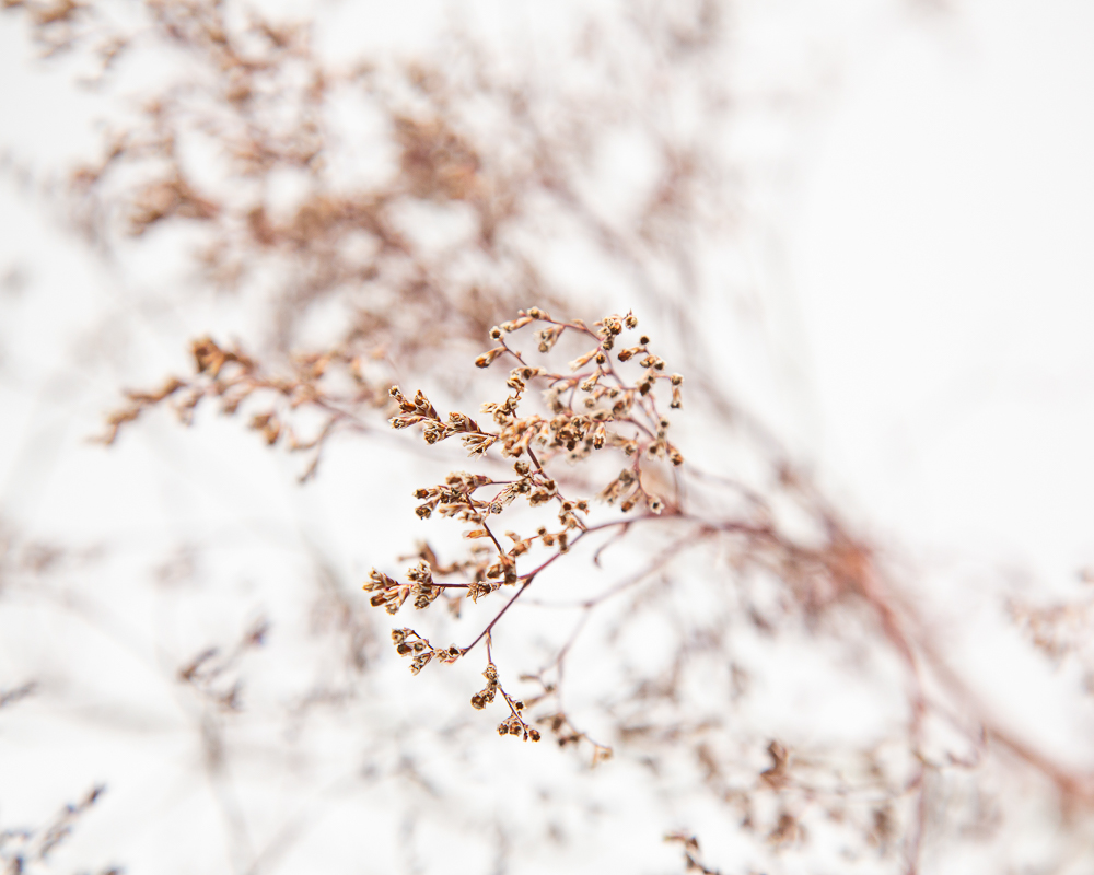 Limonium latifolium - Image 3