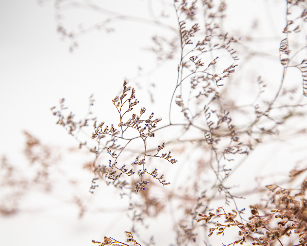 Limonium latifolium - Image 2