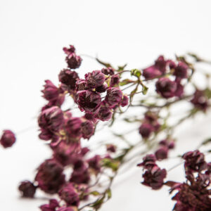 Astrantia Burgundy Manor