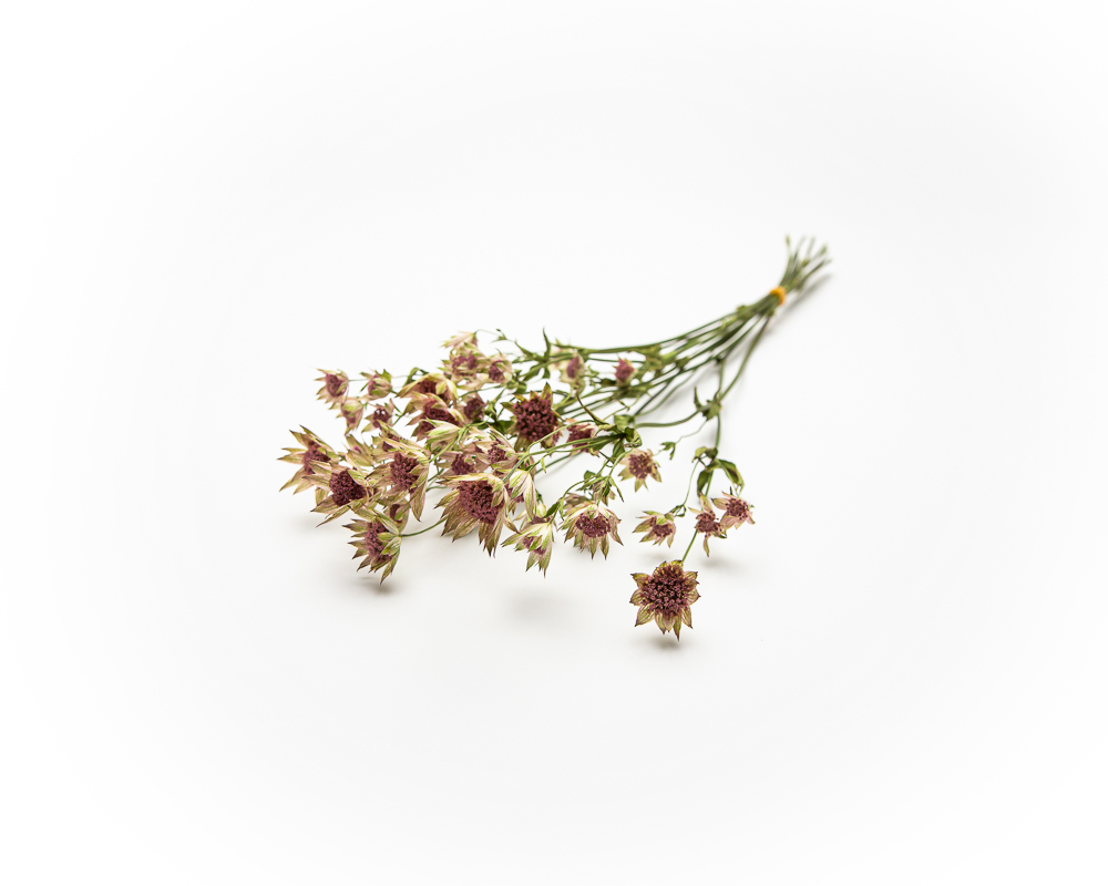 Astrantia Buckland - Image 2