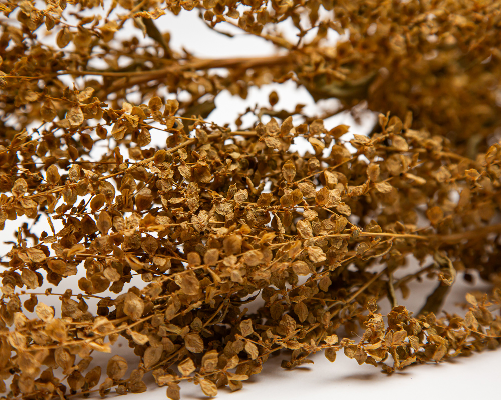 Orach - golden - Image 2