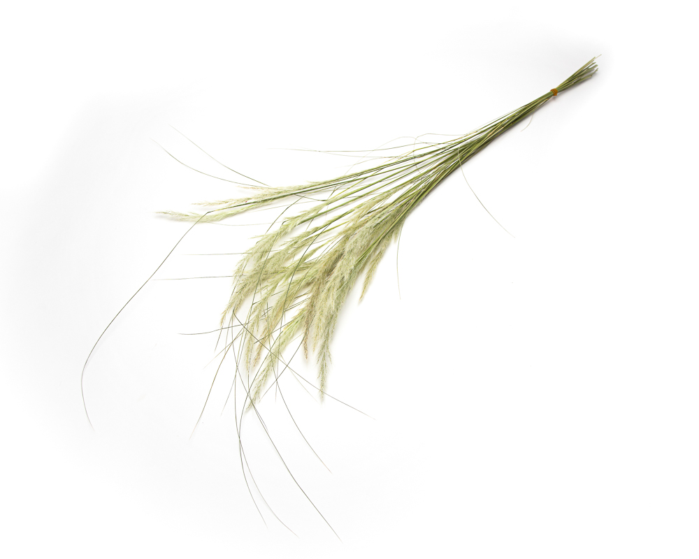 Stipa Ichu - Image 2