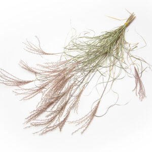 Miscanthus Sinensis Kleine Silberspinne