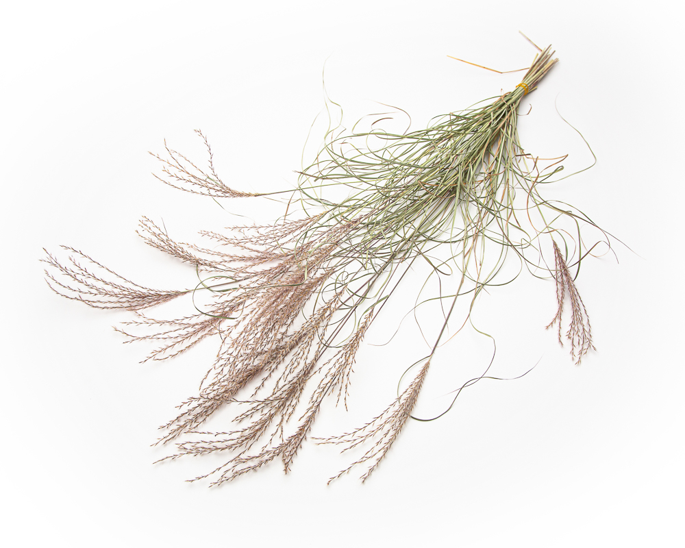 Miscanthus Sinensis Kleine Silberspinne