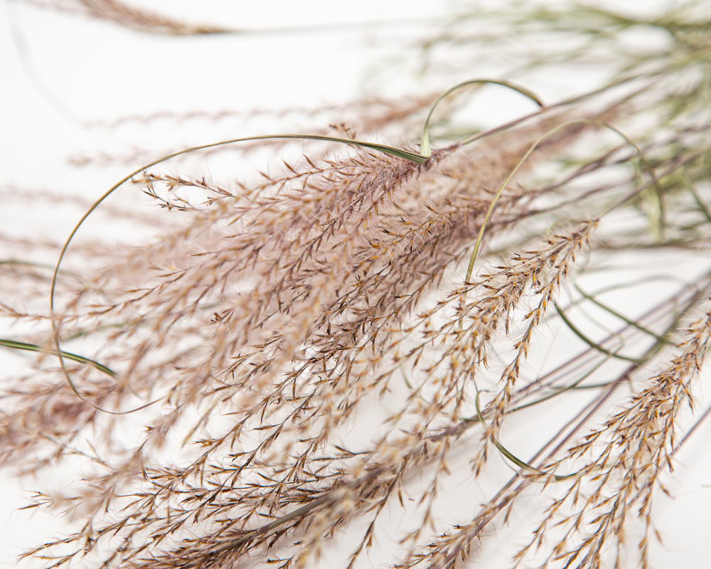 Miscanthus Sinensis Kleine Silberspinne - Image 2