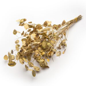 Lunaria (Silver Dollar)