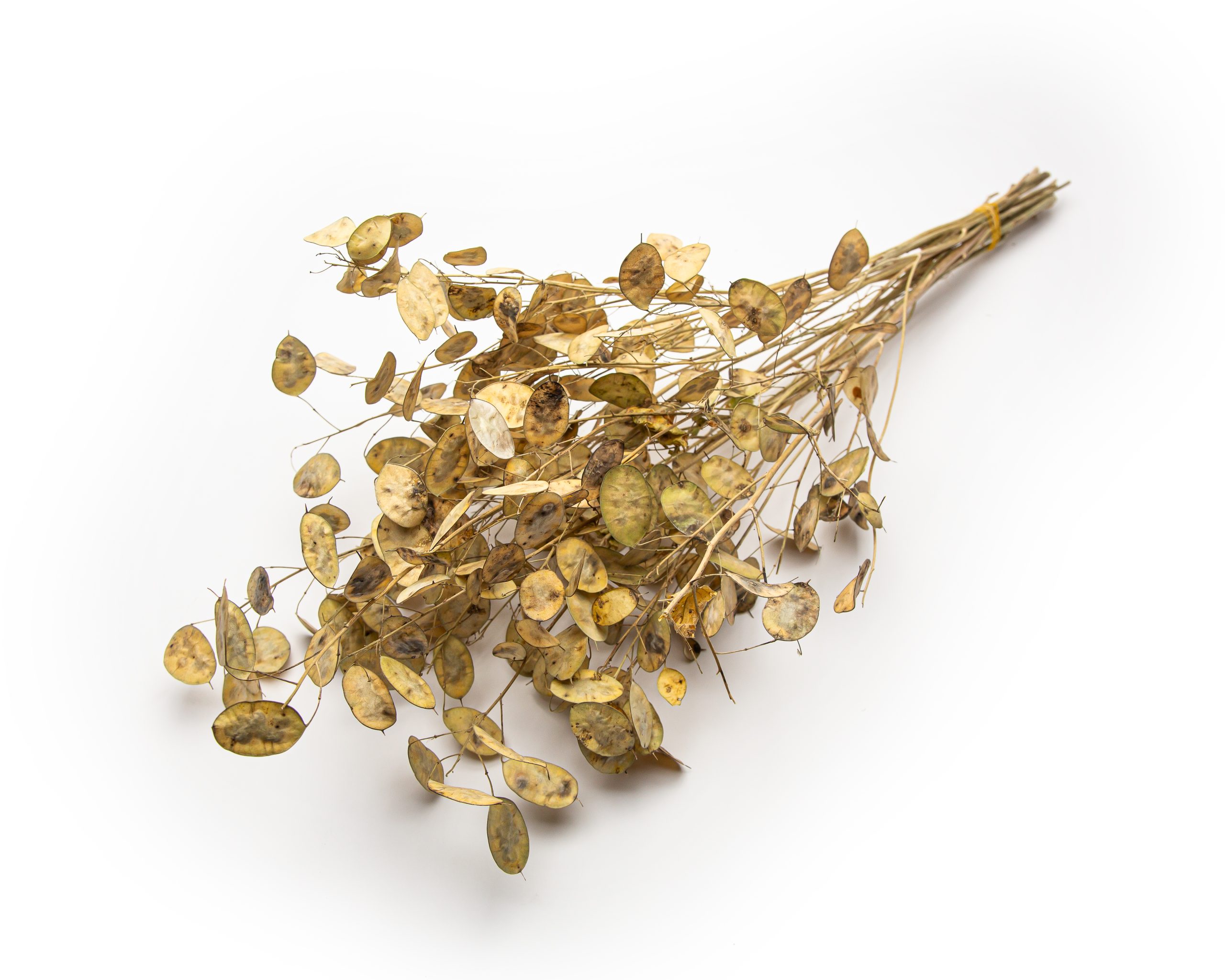 Lunaria (Silver Dollar)